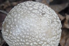 grey-spotted-amanita-mushroom.jpg